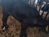 Sapi, Limousin cow — foto 1