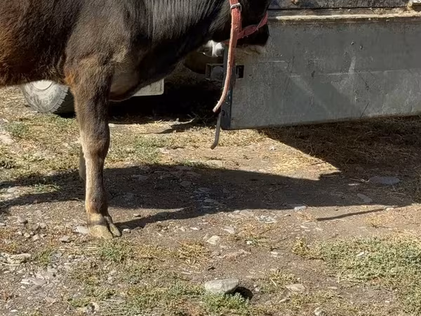 Krava, Alatau plemeno