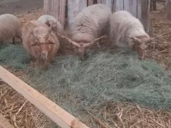 Ram, Racka sheep