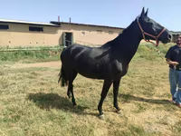 مادیان, اسب — عکس 2