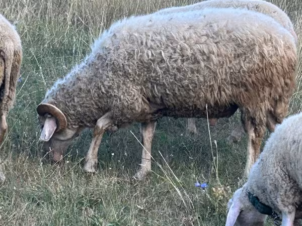 Baran, Assaf sheep