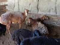 Biri-biri (lot, jantina tidak dinyatakan), Sheep — foto 8