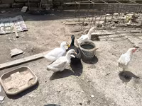 Ducks — புகைப்படம் 2