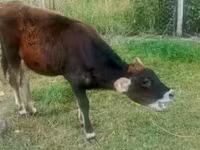 Krowa, Bydło — zdjęcie 2