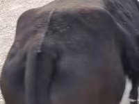 Vacă, Bovine — foto 3