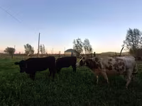 Krava, Swiss cattle — fotografija 7