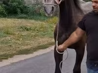 Koń, Lipizzaner — zdjęcie 4