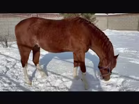 اسب نر, Arabian horse — عکس 3