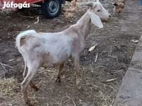 بز نر, Nubian Goat — عکس 2