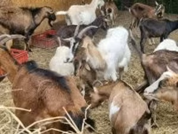 Koza, Alpine goat