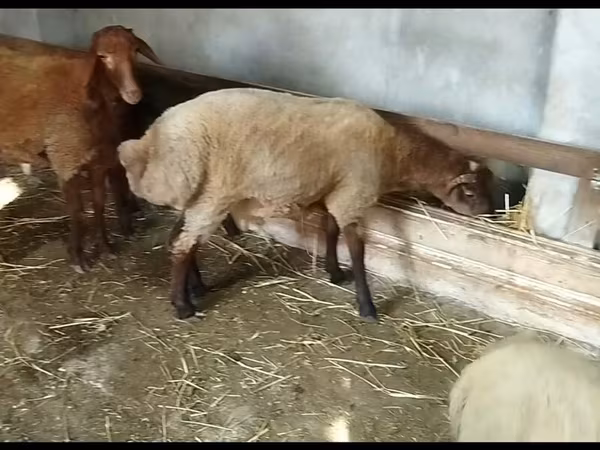 گوسفند (گروه، جنسیت مشخص نشده), گوسفند