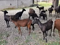 بز ماده, Murcia-Granada goats — عکس 5