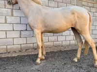 گھوڑی, Akhal-Teke — تصویر 4