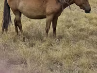 مادیان, Kazakh horse — عکس 1