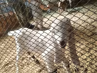 Ziegenbock, Nubian Goat — Foto 5