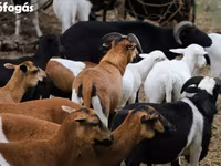 Ovce, Cameroon sheep — foto 4