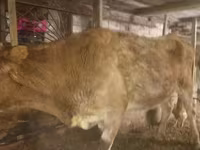 گائے, Latvian Blue cattle — تصویر 1