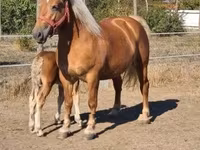 Kuda betina, Horses — foto 5