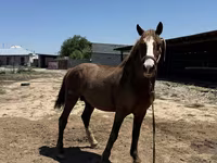 Cavallo, Kazakh horse — foto 3