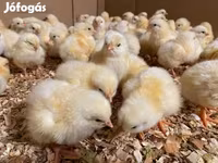 ساسکس — عکس 6