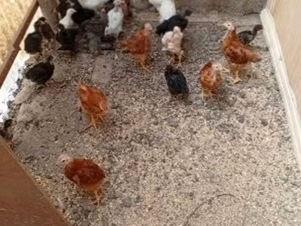 Chickens
