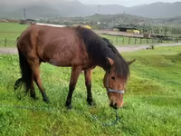 公马, Horses — 照片 1