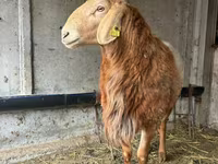 Berbec, Arashan sheep — foto 2