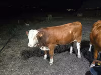 Tjur, Swiss cattle — foto 2