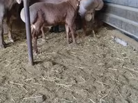 Montone, Arashan sheep — foto 1