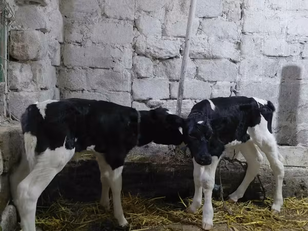 گاو نر, Russian Black pied cattle