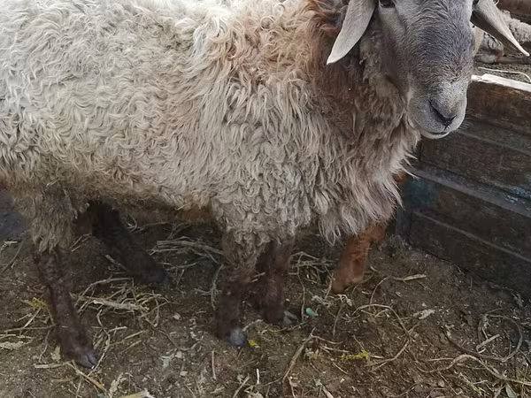 Bélier, Rhon sheep