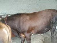 ወንድ በሬ, Cattle — ፎቶ 6