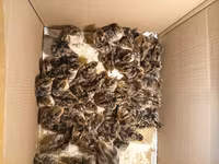 Turkeys — foto 4