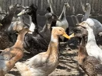 Ducks — Foto 3