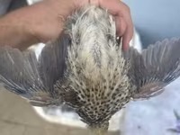 Quails — الصورة 1