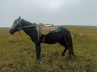 اسب نر, اسب — عکس 2