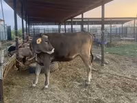 Kuh, Swiss cattle — Foto 1
