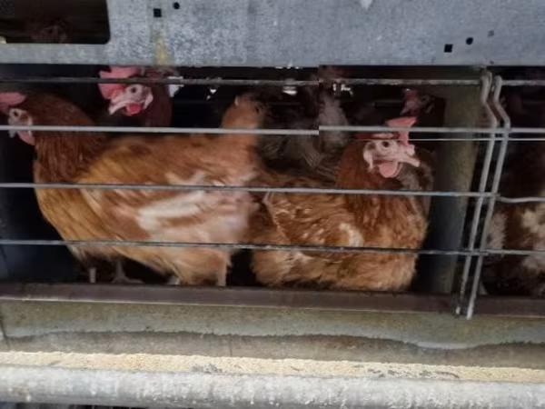 Chickens