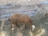 Хуц, Хонь — 8 зураг