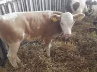 ІҚМ (топ, жынысы көрсетілмеген), Simmental cattle — 4-сурет