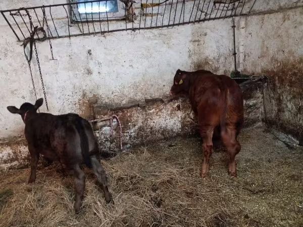 Vaca, Bovinos