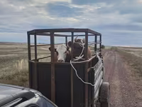 بقرة, Simmental cattle — الصورة 2