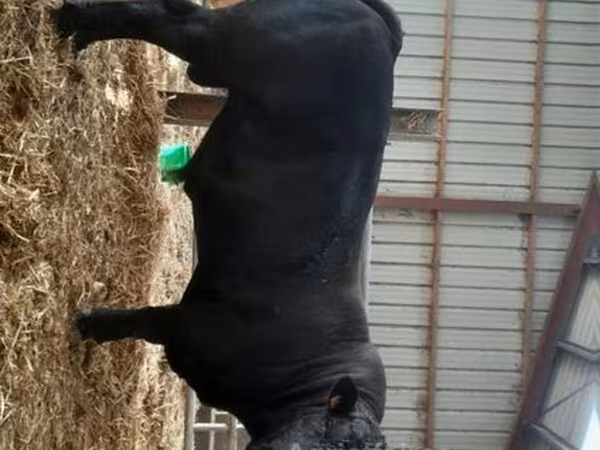 Bull, Cast cow — United Kingdom