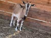 Ged, West African dwarf goats — foto 4