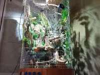 Unikal şaquli terrarium/volyer – dekorativ ağac gövdəsi və təbii — foto 1