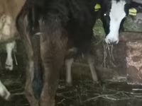 Bull, Cattle — photo 1