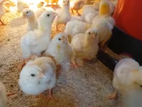 Chickens — 照片 2