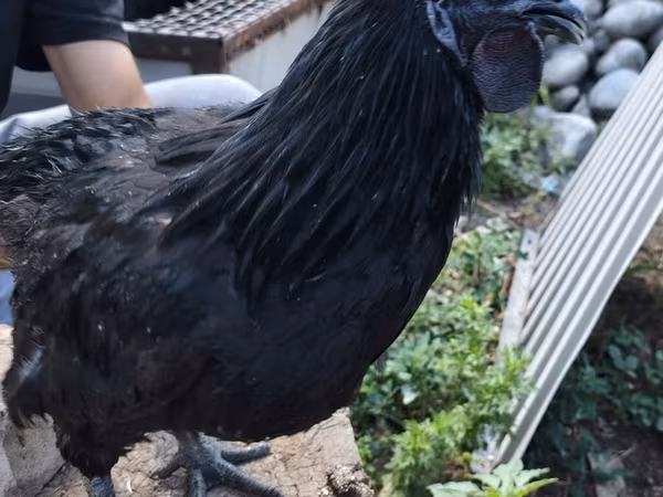 Chickens
