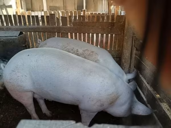 ወንድ አሣማ, Pigs