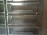 Sənaye tipli quşçuluq qəfəs sistemi - Material: sinklənmiş metal — عکس 3